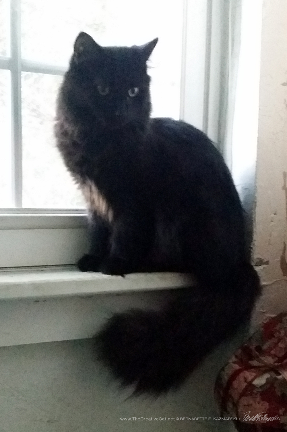 Hamlet on the windowsill shows off his tail.