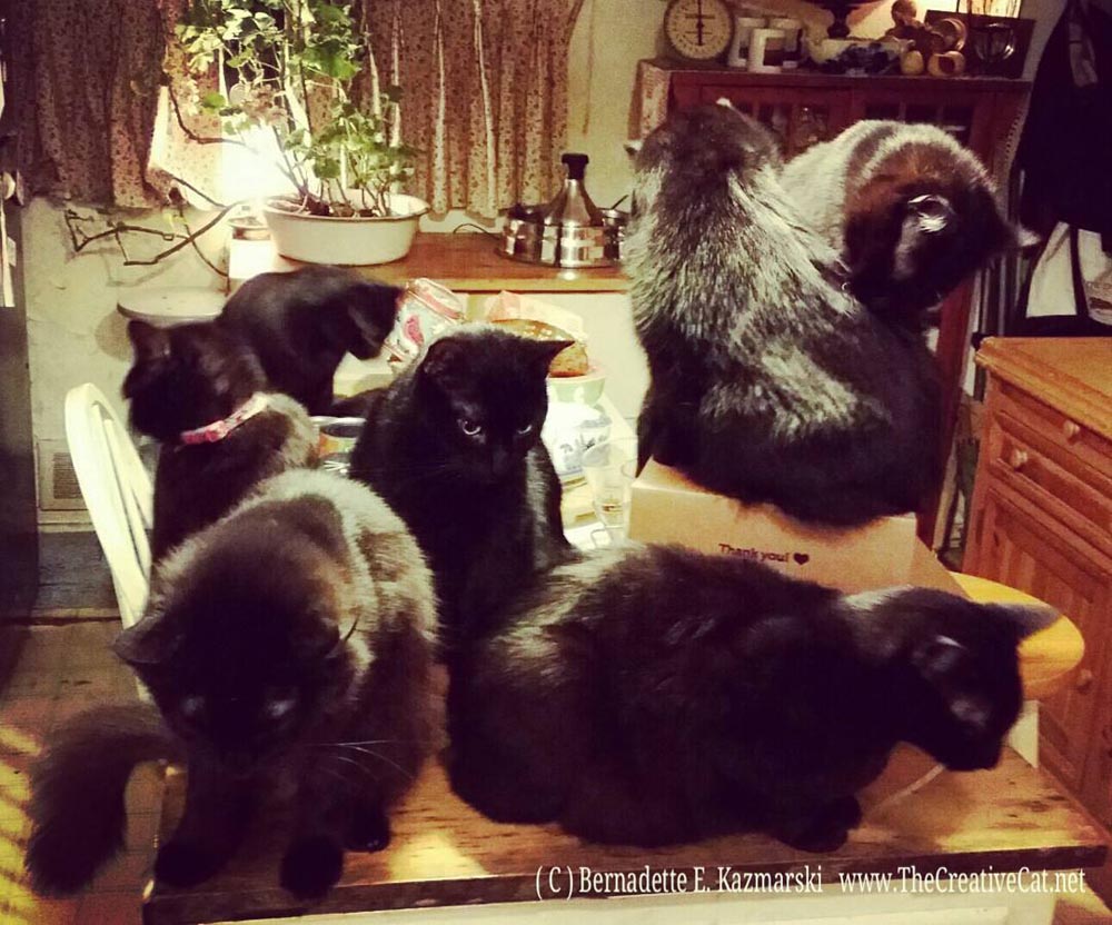Seven black cats