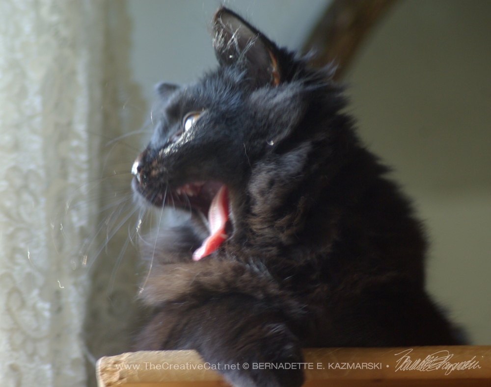black kitten yawning