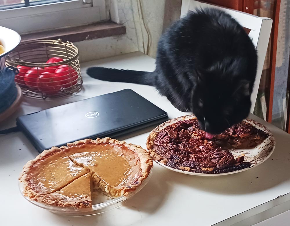 black cat with pies