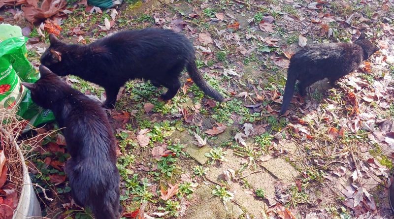 three black cats outside