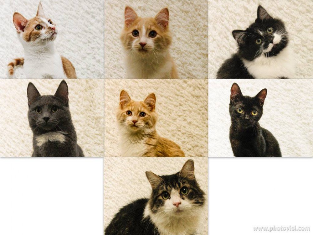 cats for adoption