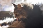 cat bathing in sun