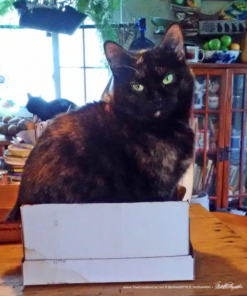 Sienna loves her little box.