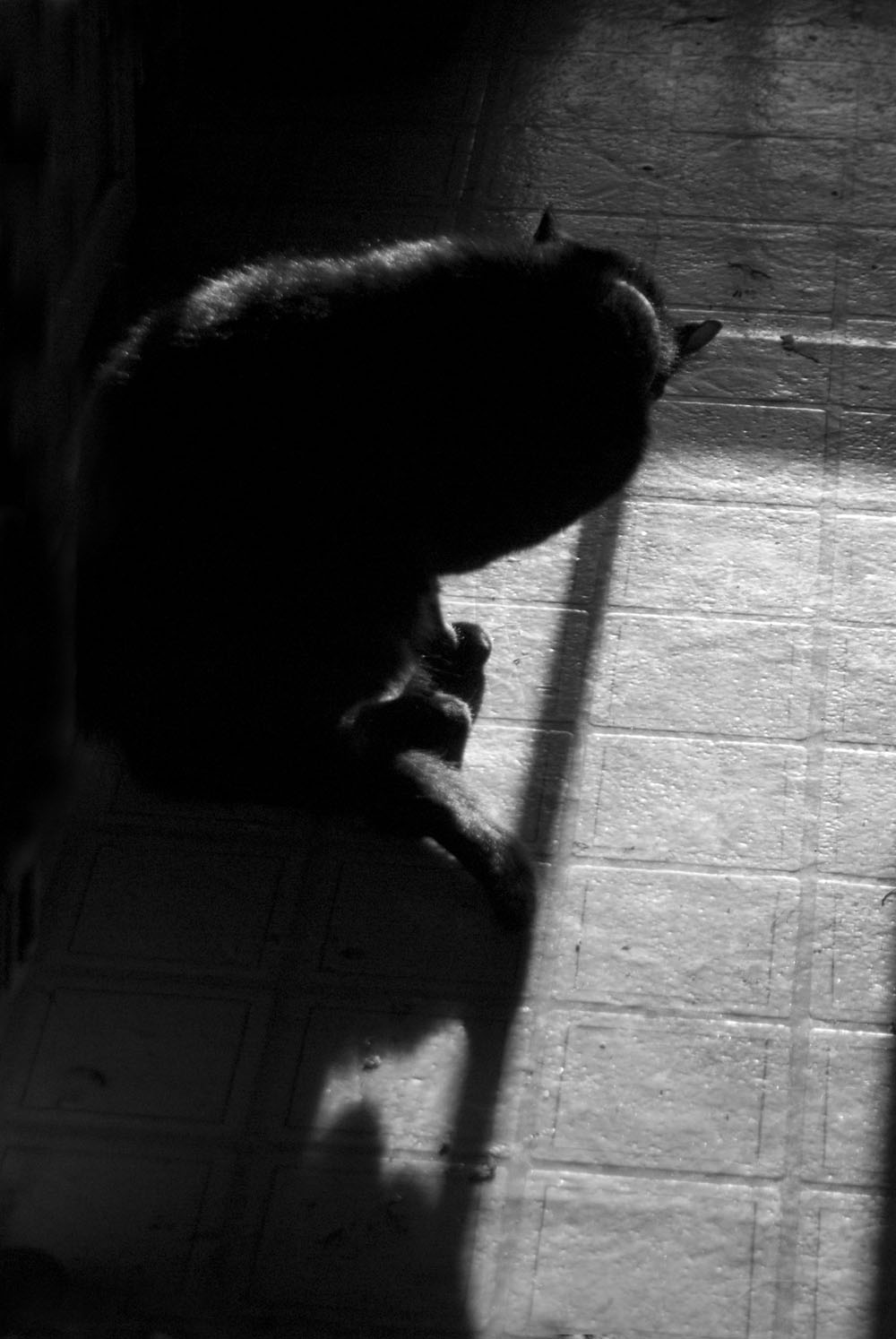 black and white photo of cat bathing Daily Cat Photo