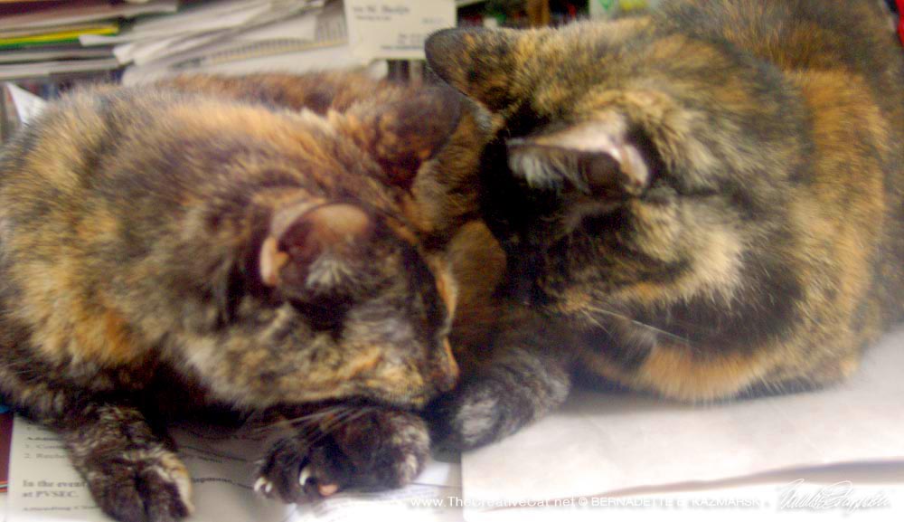 two tortoiseshell cats