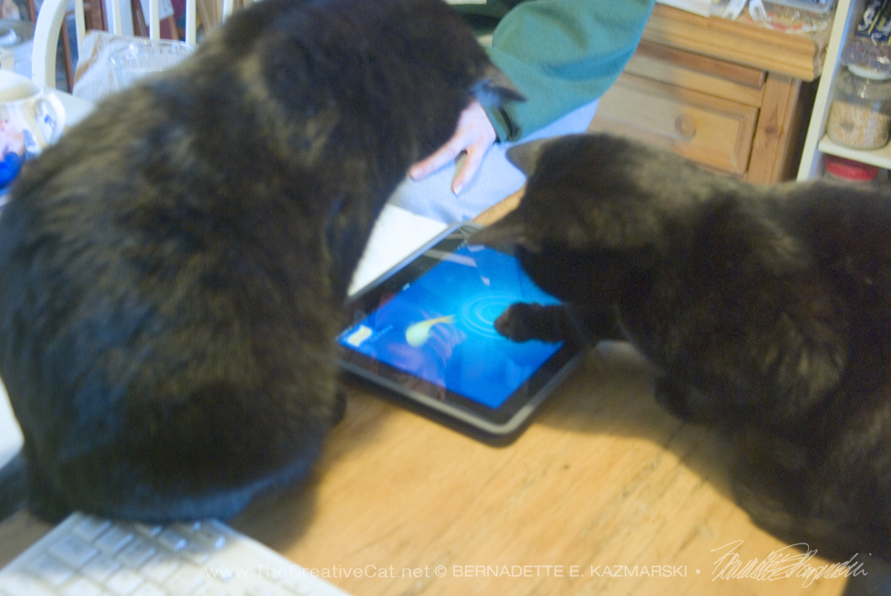 two black cats play computer fishing game Daily Cat Photo