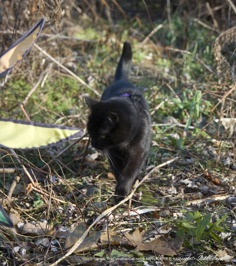 Mewsette walks down the path. So much to smell!
