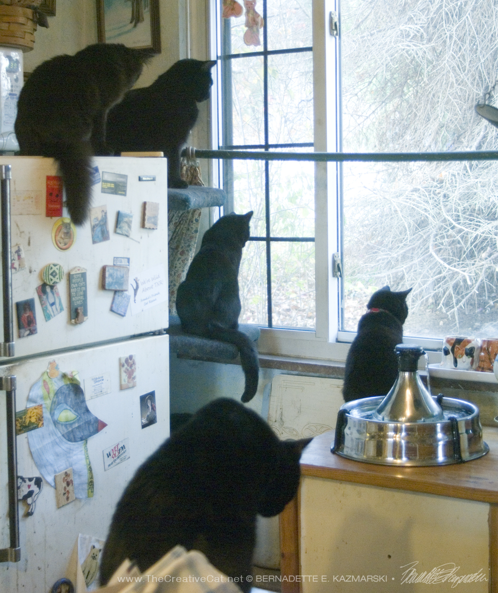 Five black cats watching birds. Daily Cat Photo
