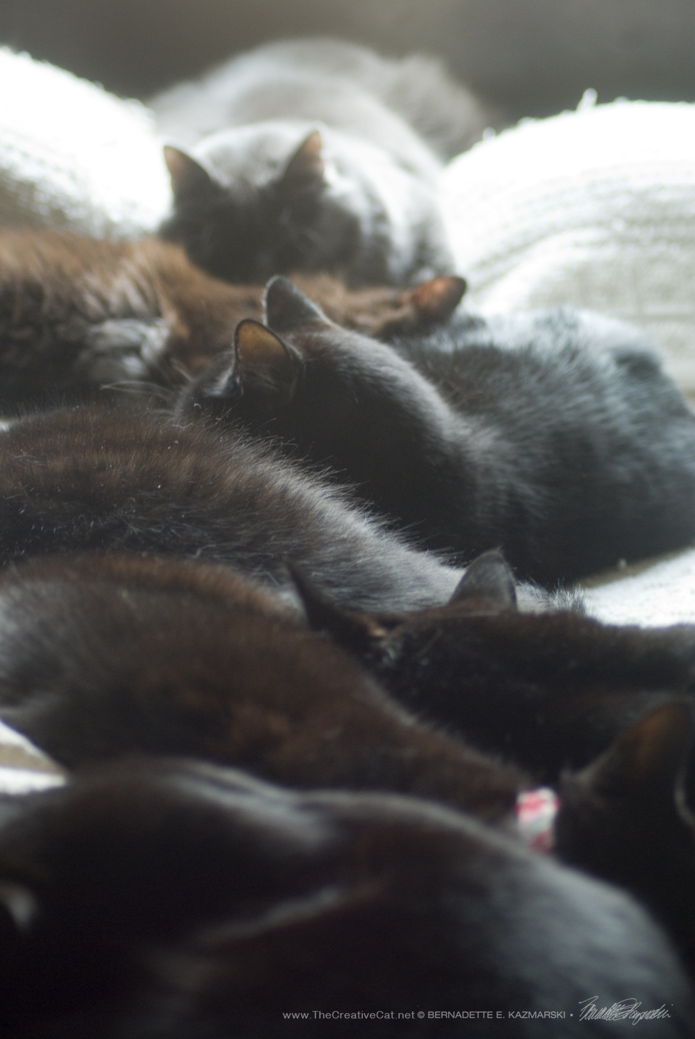 seven cats, six black cats one gray cat, daily cat photo