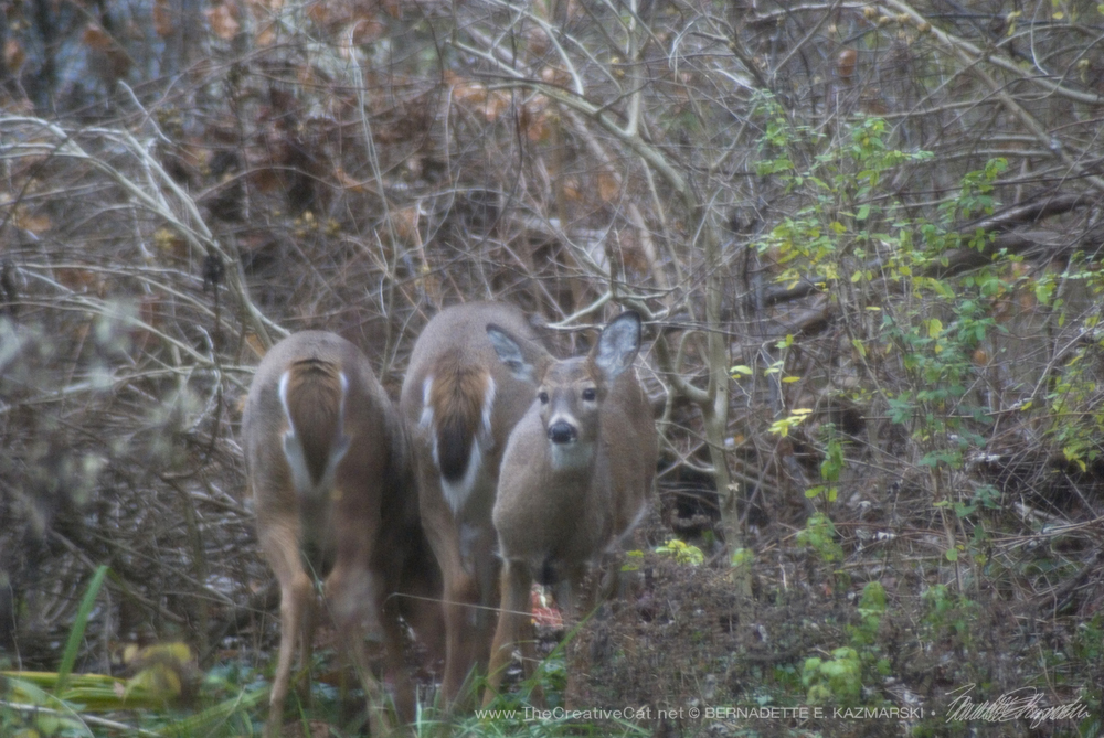 photo of three white-tailed deer