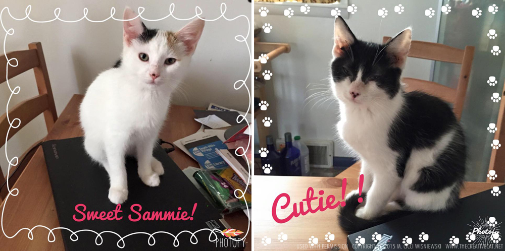 Sammie and Cutie, two rescued kittens, adopt two kittens
