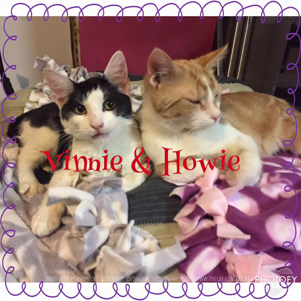 Vinnie and Howie, two rescued kittens, adopt two kittens