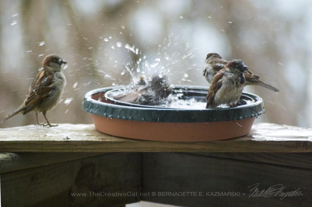 Sparrow fun in the bird bath.