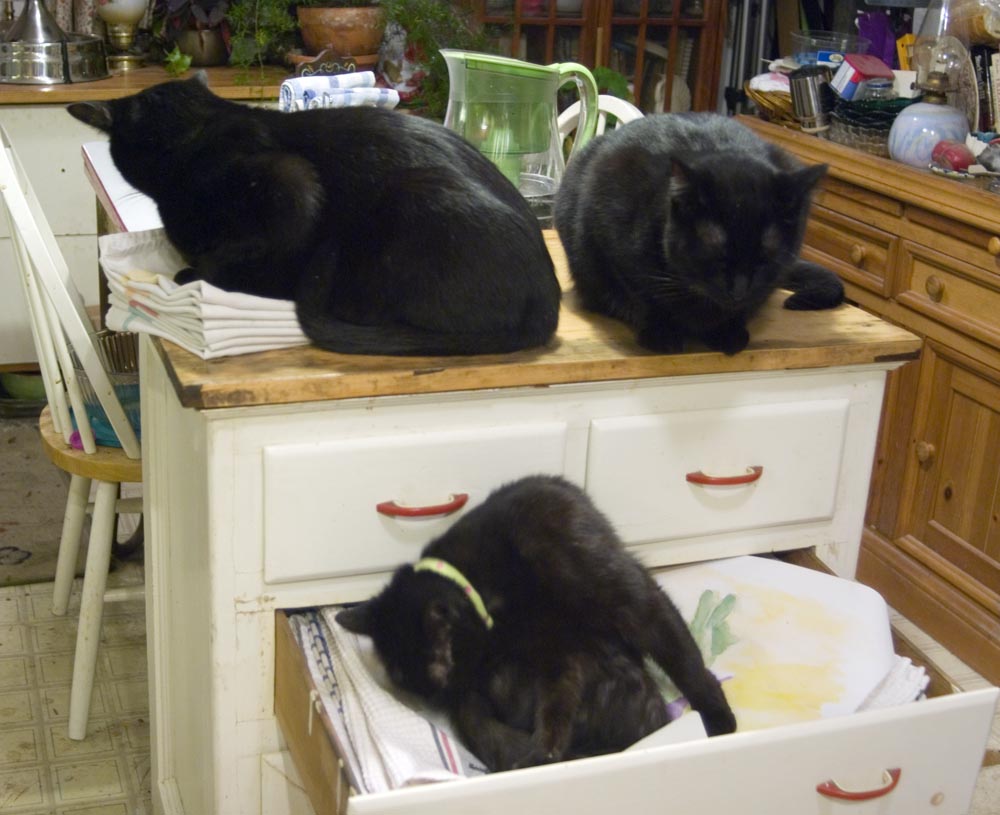 black cats in cabinet