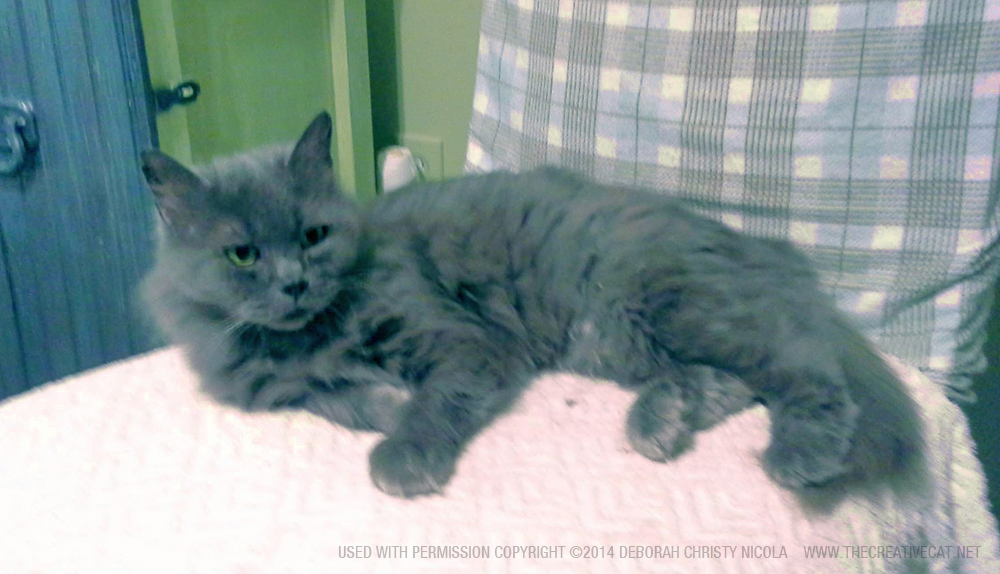 long-haired gray cat for adoption