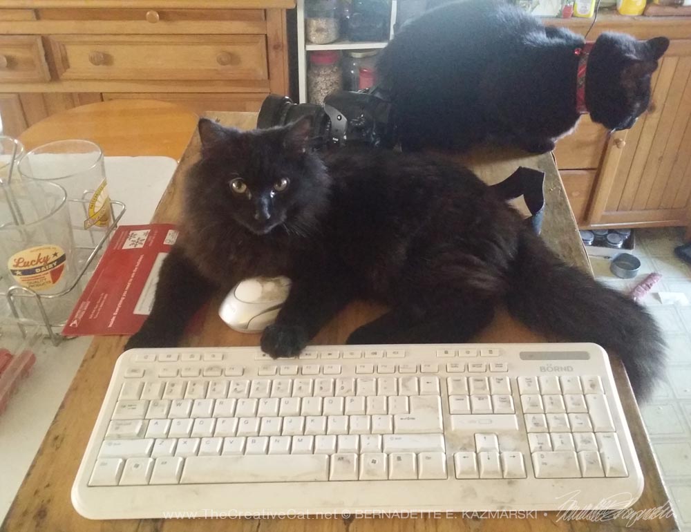 black kitten at keyboard