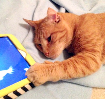 orange cat with ipad