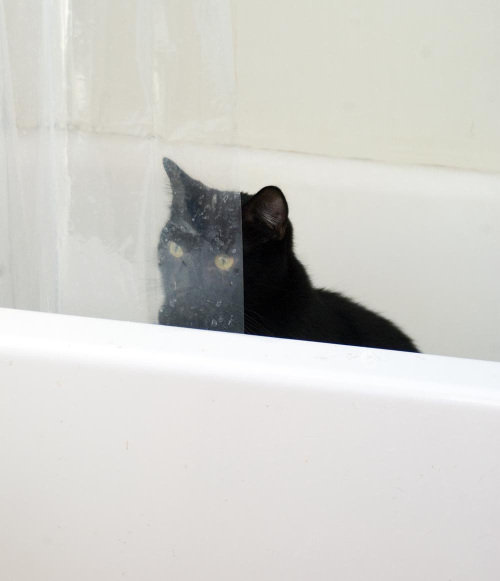 black cat in tub