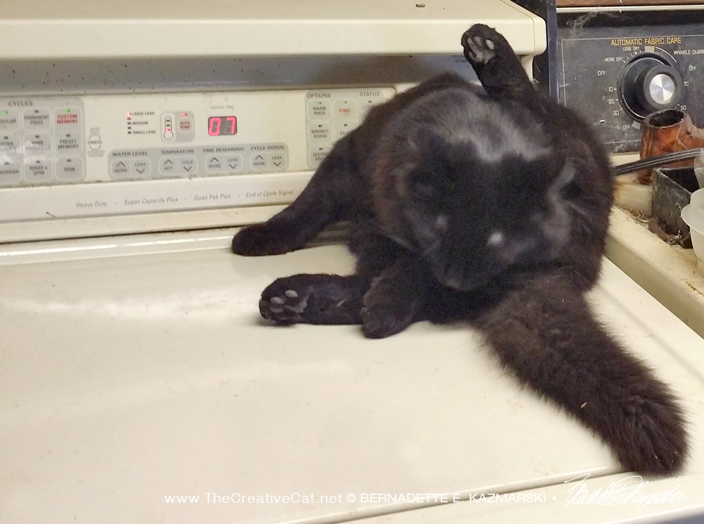 black kitten on washer