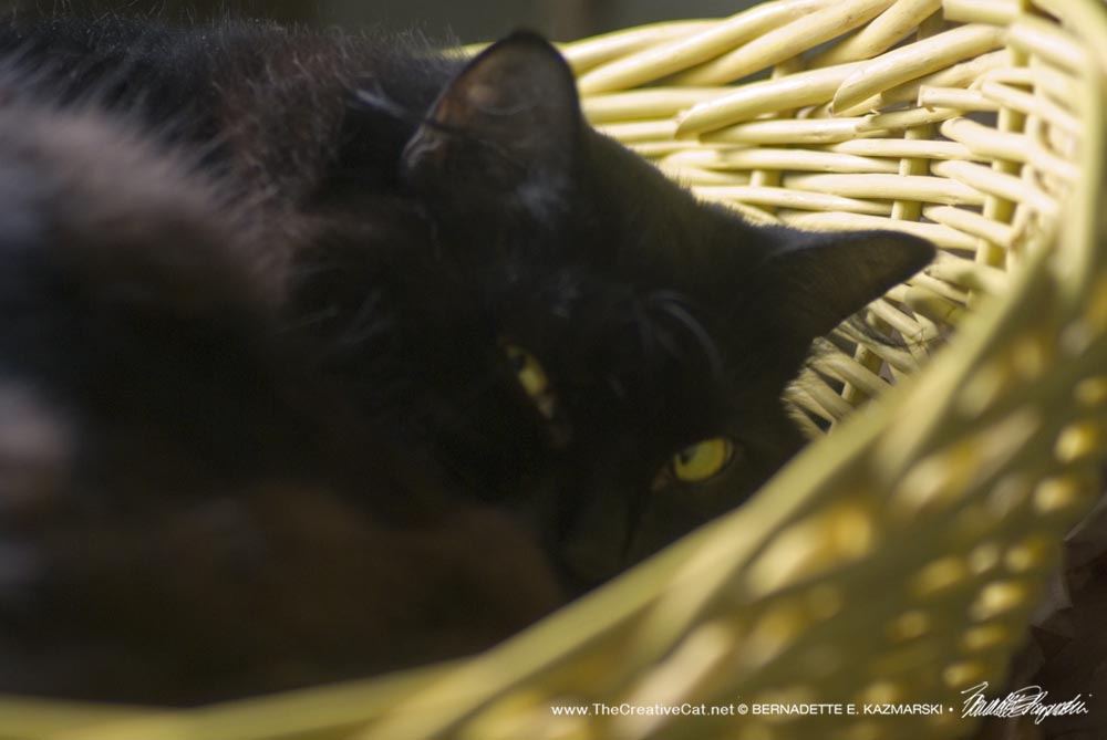 Basil in a basket
