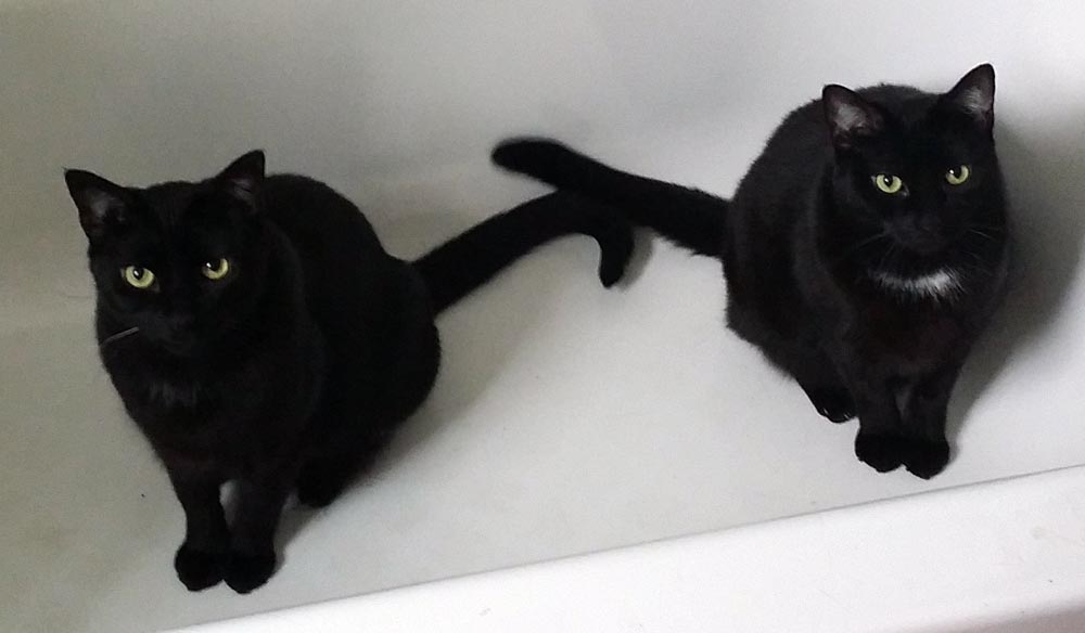 two black cats in tub