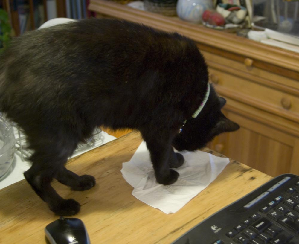 black cat steps on tissue.
