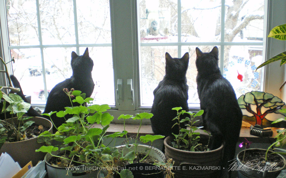 three black kittens