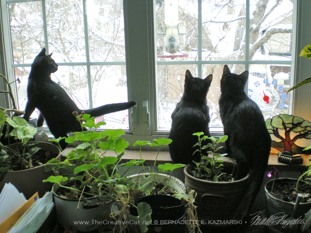three black kittens