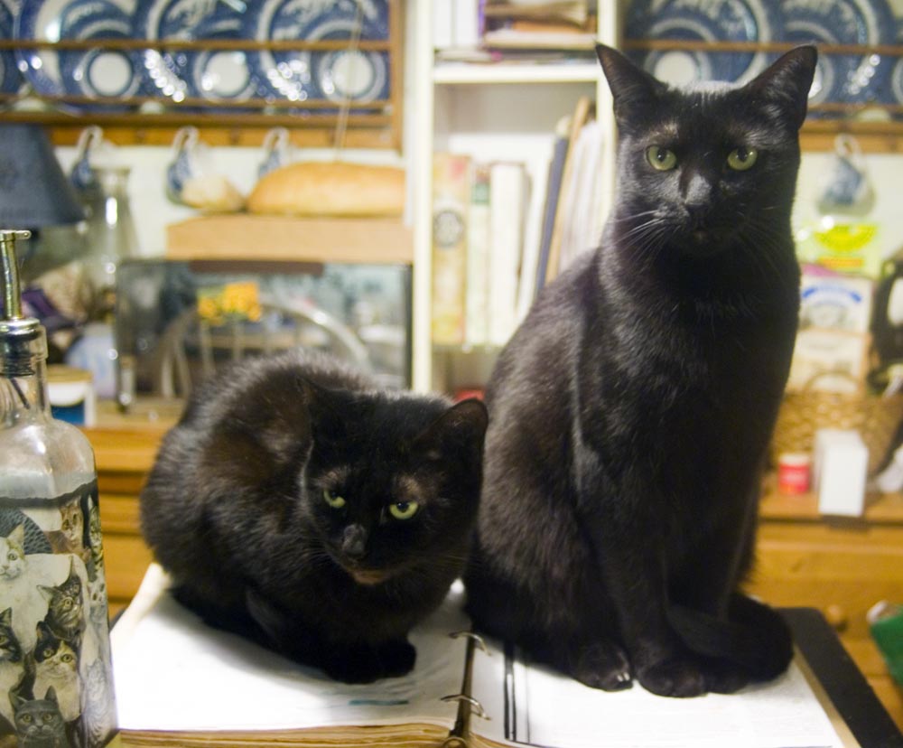 two black cats on cookbook