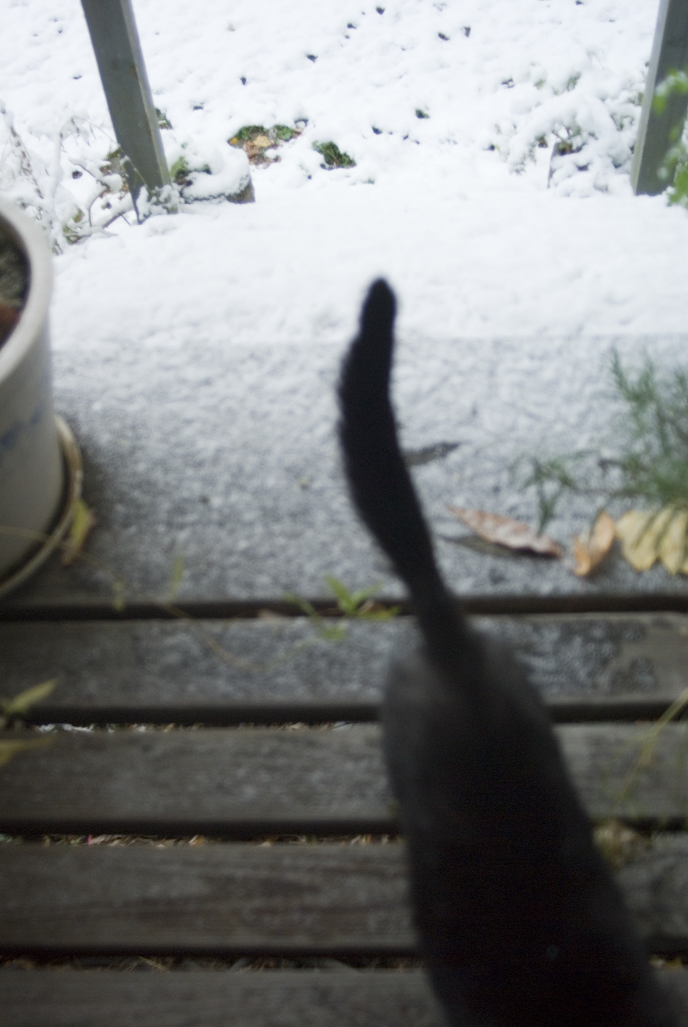 black cat tail