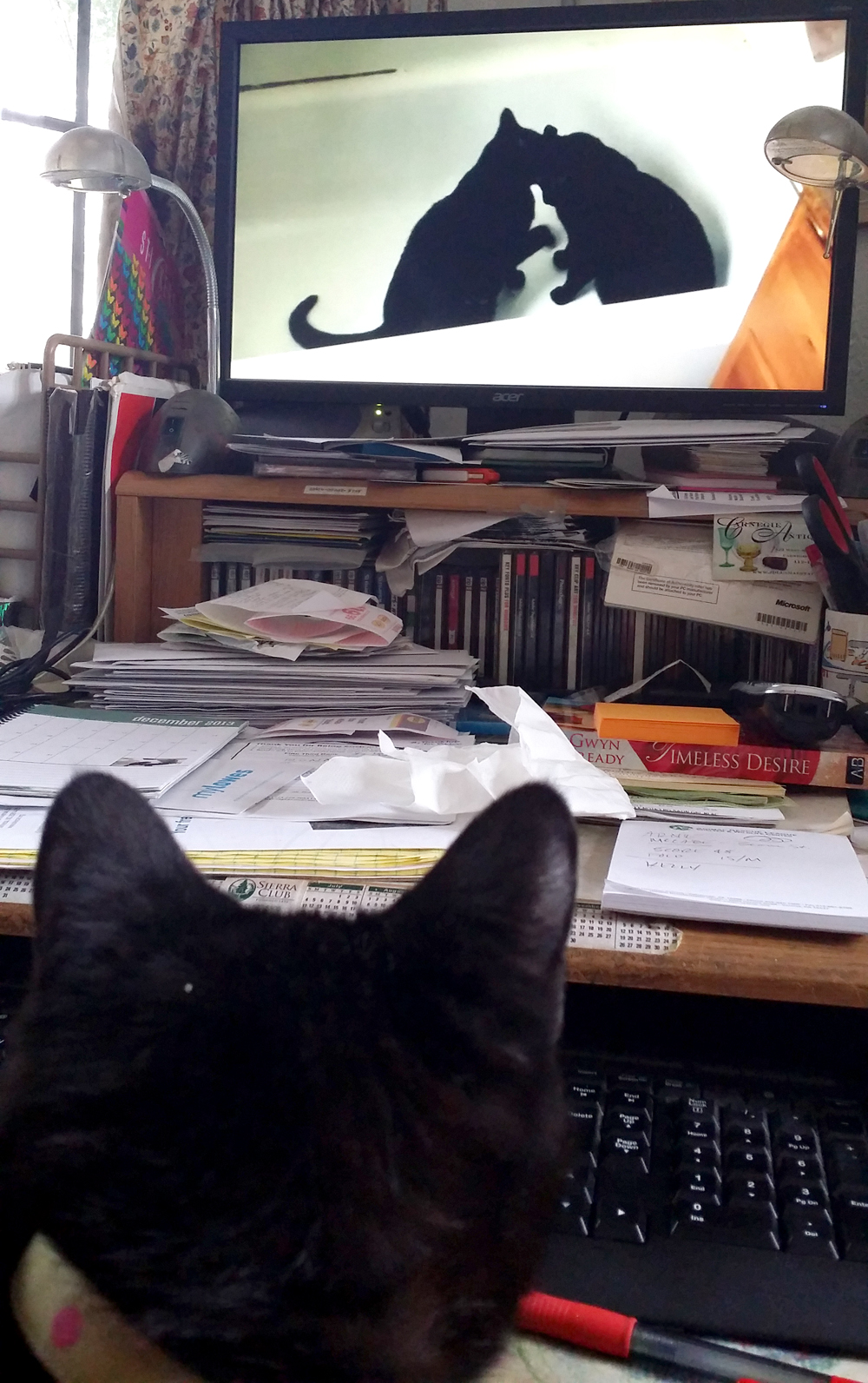 cat watching cats in video