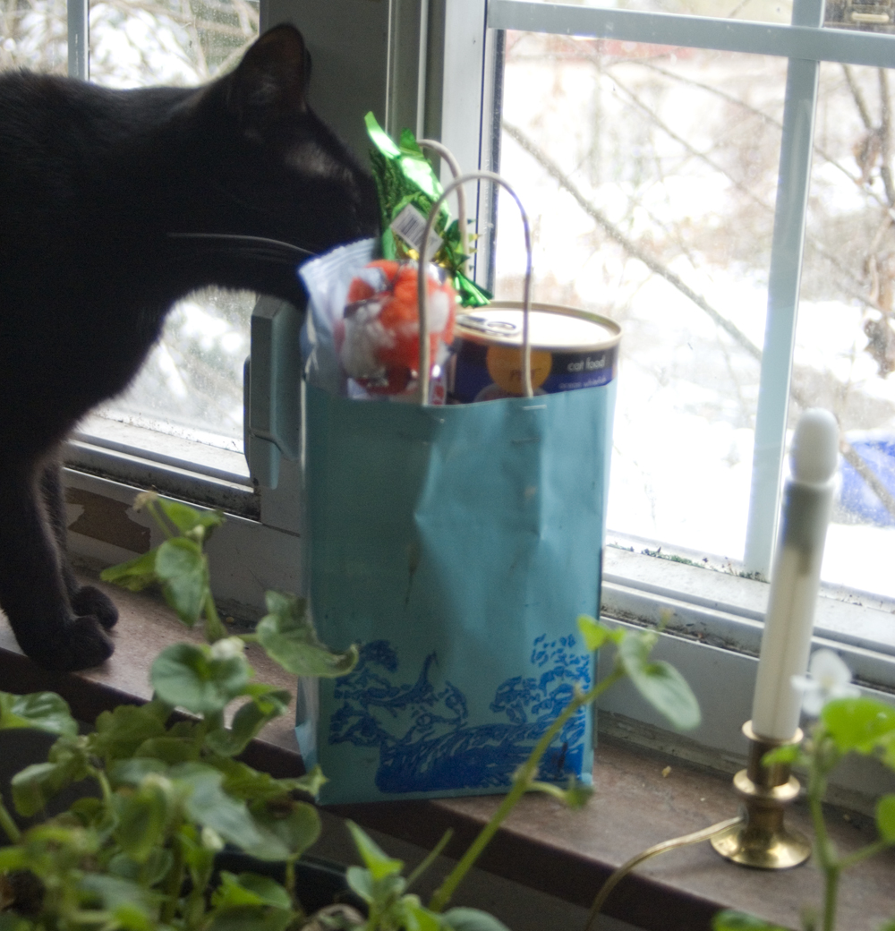 black cat with bag of stuff