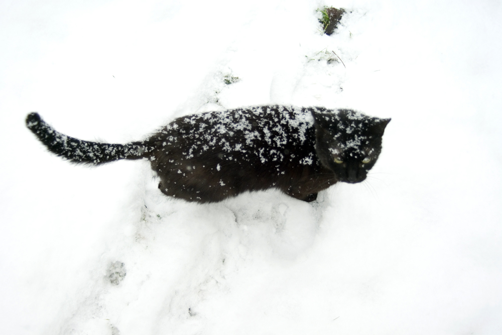 black cat in snow