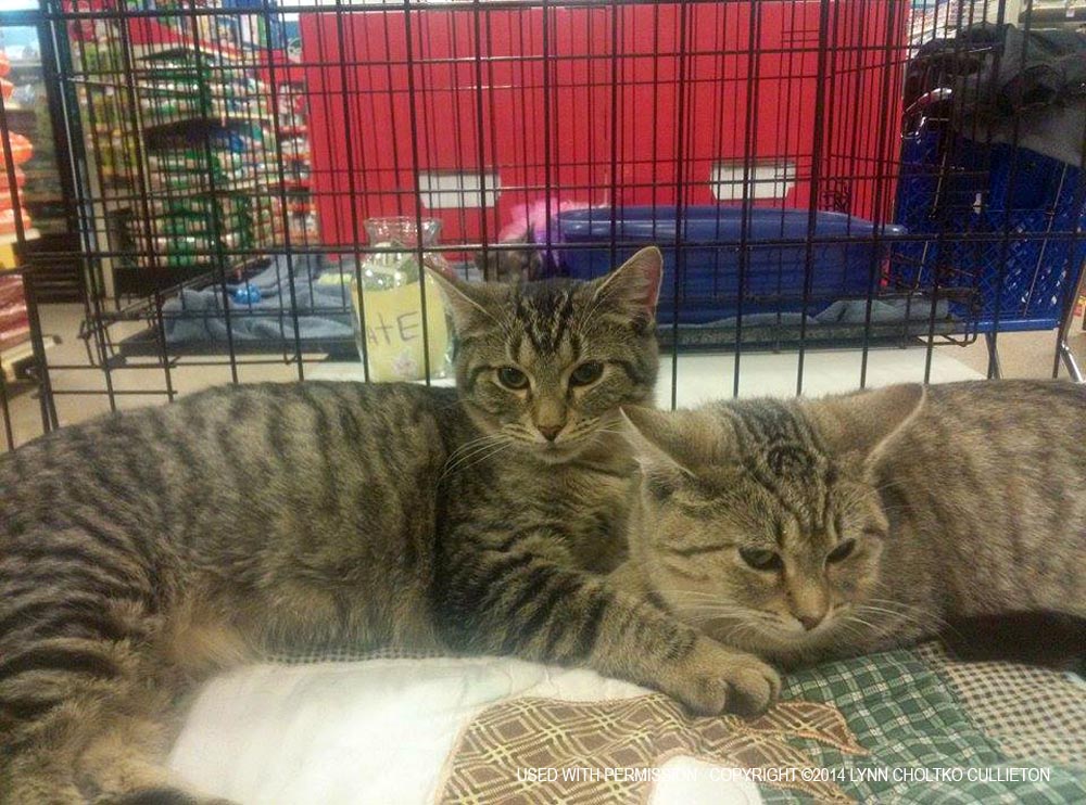 two tabby cats in cage