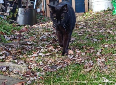 black cat walking