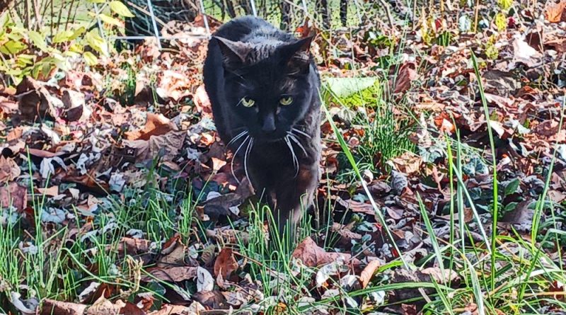 black cat in back yard