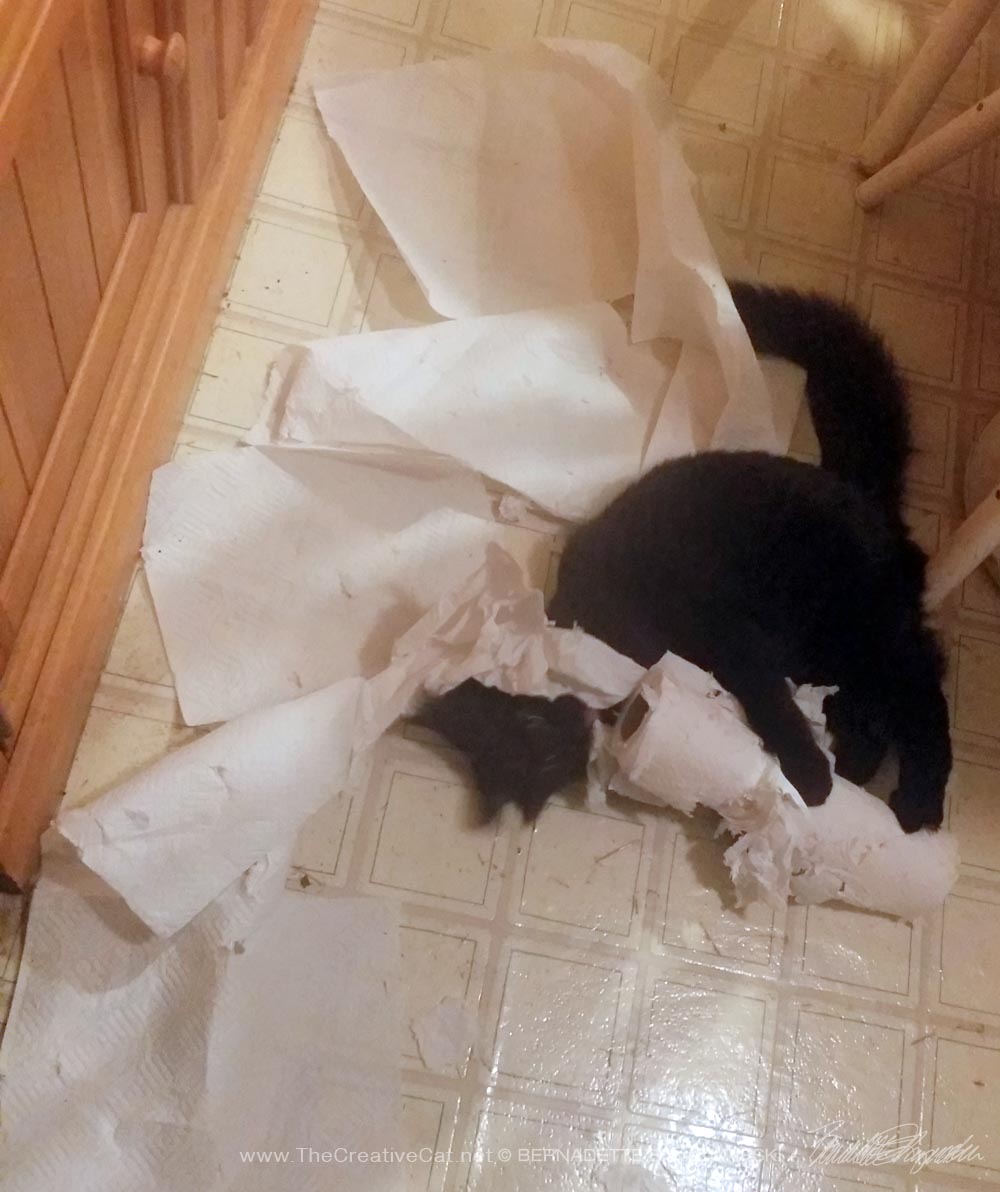 black kitten with paper towels