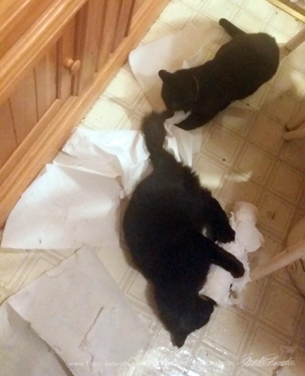 two back cats with paper towels