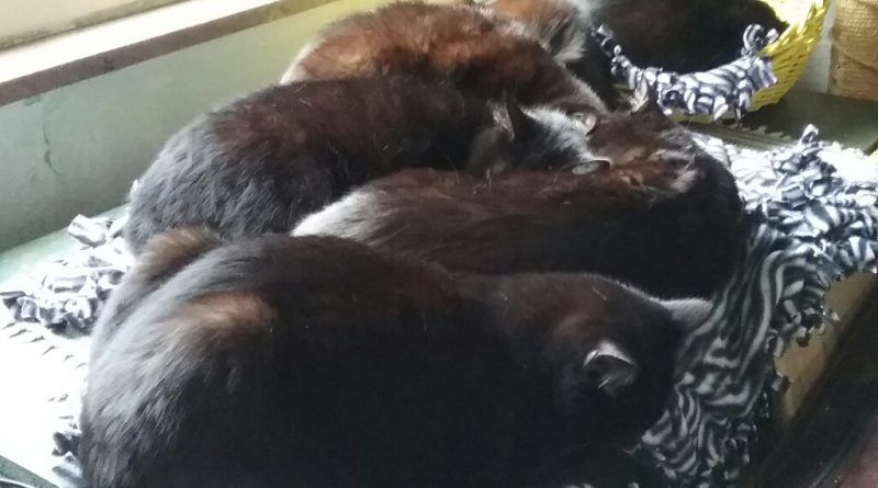 Six black cats on the magic cat beds.