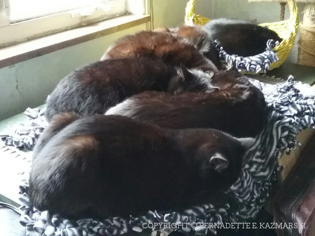Six black cats on the magic cat beds.