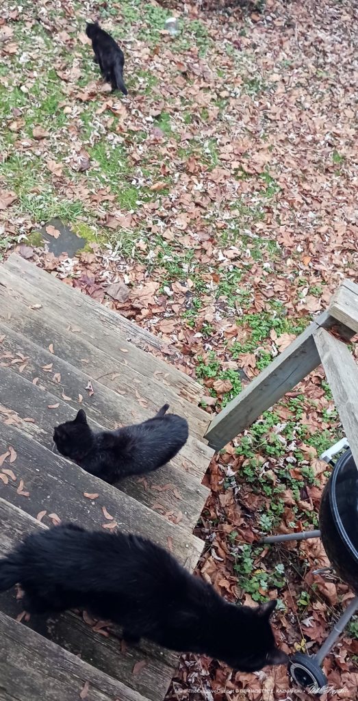 three cats in yard