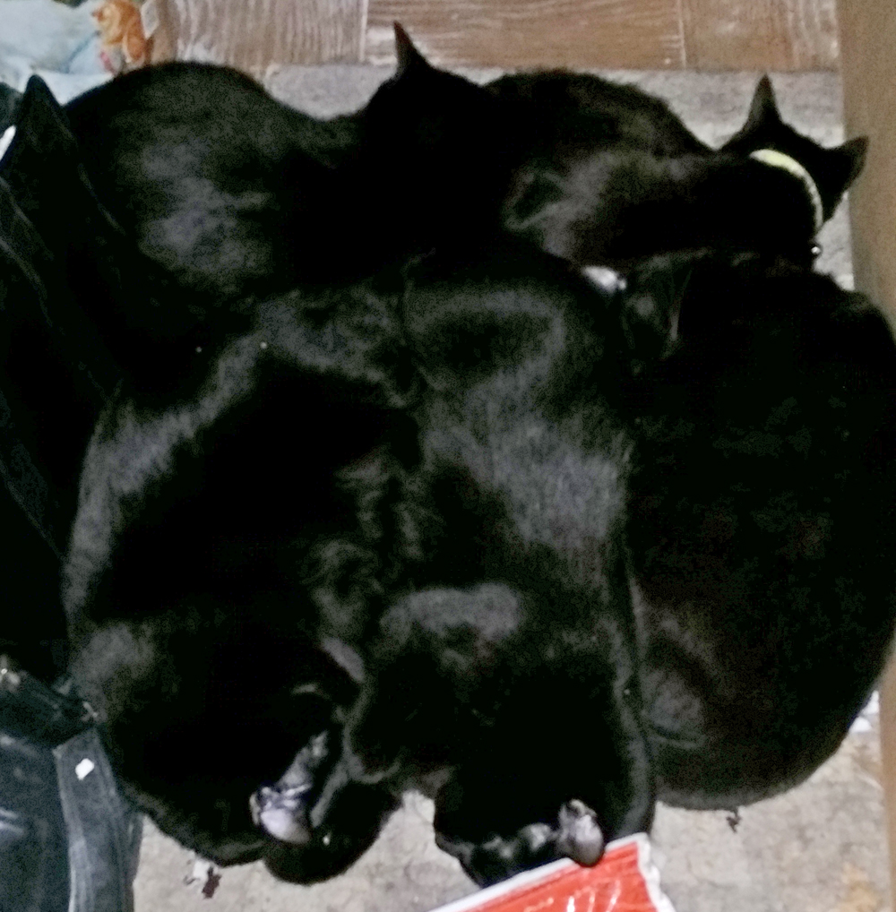 five black cats in a heap