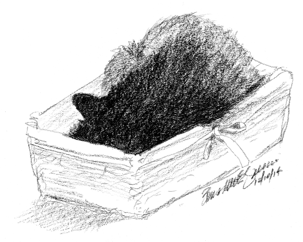 charcoal sketch of cat in basket