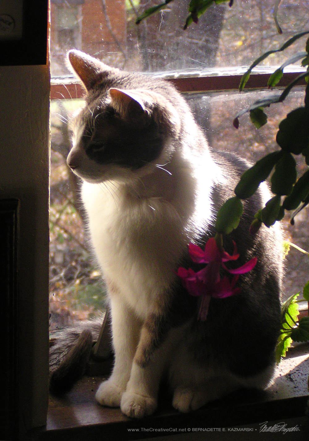 Namir enjoys a sunbath. gray cat on windowsill