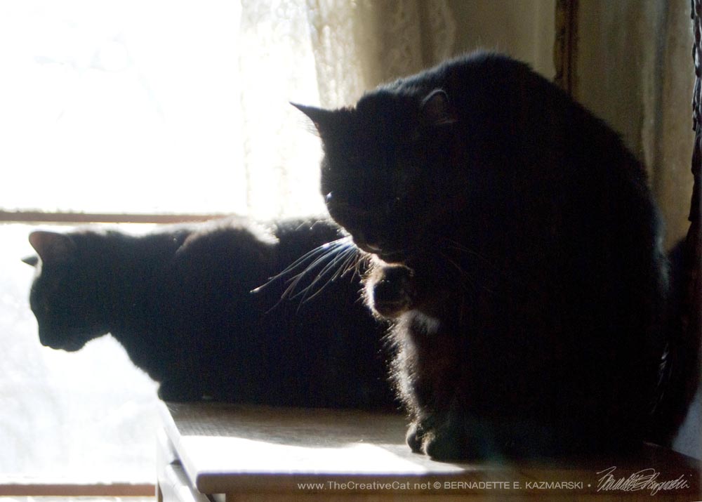 Sunshine attends to a speck of something on his hip. two black cats
