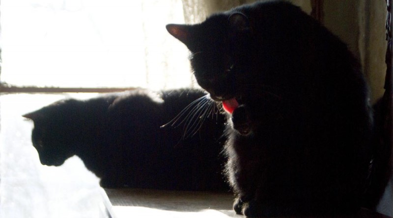 A bright flash of that pink tongue as Mr. Sunshine gives himself a once-over. two black cats