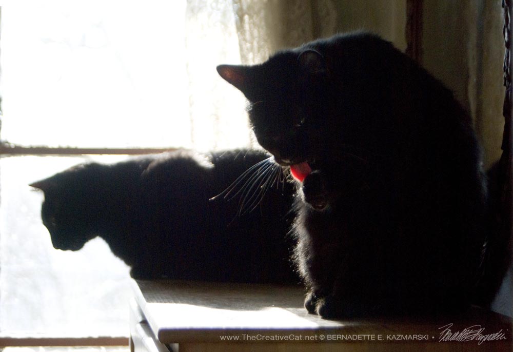 A bright flash of that pink tongue as Mr. Sunshine gives himself a once-over. two black cats