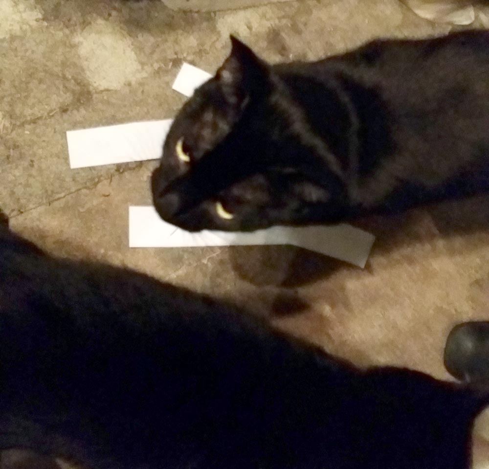 two black cats with papers