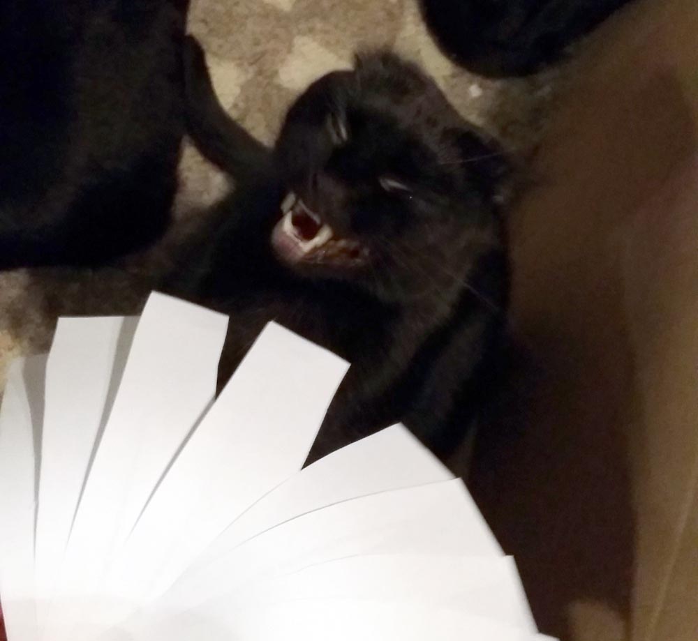 black cat laughing